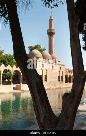 Der Pool von Abraham in Sanhurfa enthält Heilige Karpfen wenn geschädigt wird, der Legende nach Erblindung führen Stockfoto