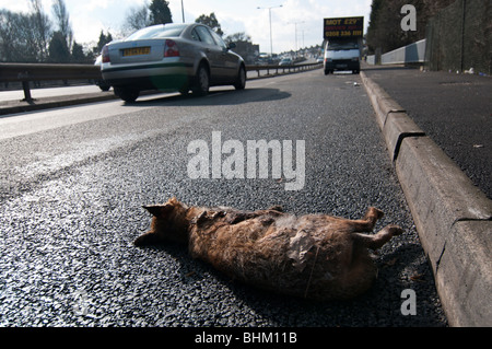 Ein Fuchs von einem Auto getötet liegt in der Straße Stockfoto