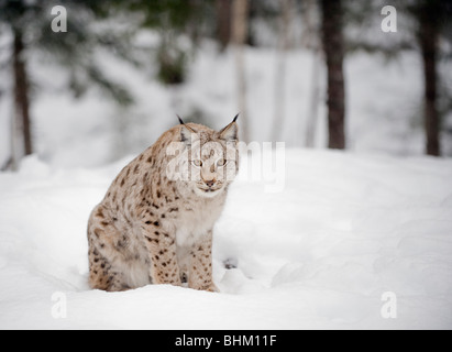 Europäische Luchs im Schnee Stockfoto