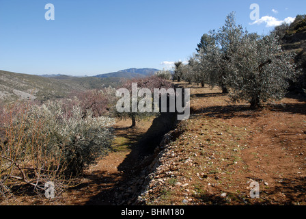 Terrassen von Mandel- und Olivenbäumen, zwischen Famorca und Facheca, Comtat, Provinz Alicante, Comunidad Valenciana, Spanien Stockfoto