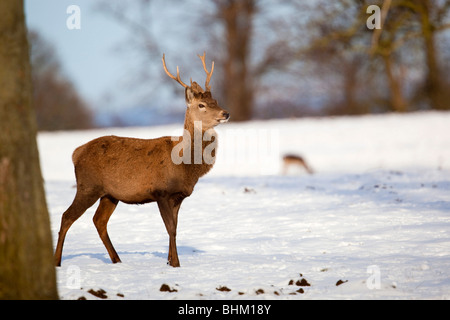Red Deer; Cervus Elaphus; junger Hirsch; im Schnee Stockfoto