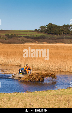 Reed Ausschneiden; Marazion Marsh; Cornwall Stockfoto