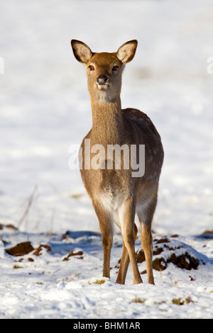 Sika Hirsche; Cervus Nippon; im Schnee Stockfoto