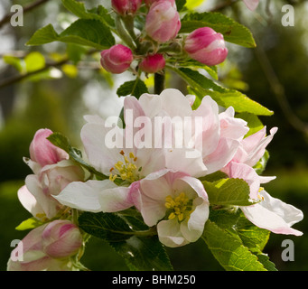 Apfelblüten auf Baum Stockfoto