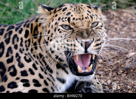 Eine männliche Amur-Leopard (Panthera Pardus Orientalis) knurrt und faucht eine aggressive Mode aussetzen seiner massiven Eckzähne. Stockfoto