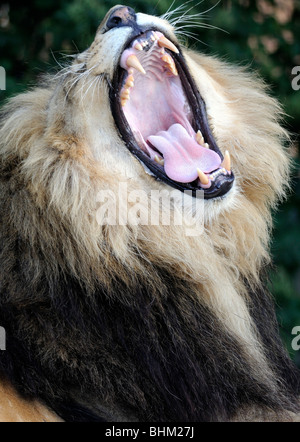 Ein männlicher afrikanischer Löwe (Panthera Leo) gähnt mit einem weit geöffneten Mund zeigt seine massiven Eckzähne Schneidezähne und Raspeln Zunge. Stockfoto