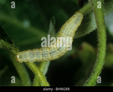 Winter-Motte (Operophtera Brumata) Caterpillar und beschädigte junge Apfel Blatt Stockfoto