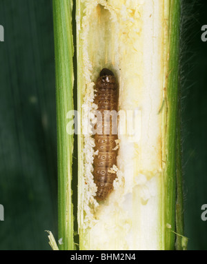 Maiszünsler (Ostrinia Nubialis) Raupe im beschädigten Mais Stamm Stockfoto