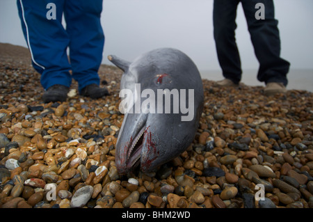 Tote Schweinswale an Kent Strand gespült Stockfoto