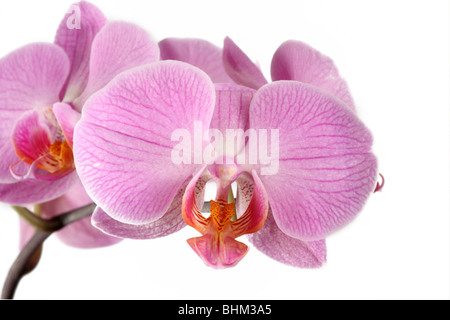 Nahaufnahme einer rosa Phalaenopsis Orchidee (Moth Orchid) Blüte isoliert vor einem weißen Hintergrund Stockfoto