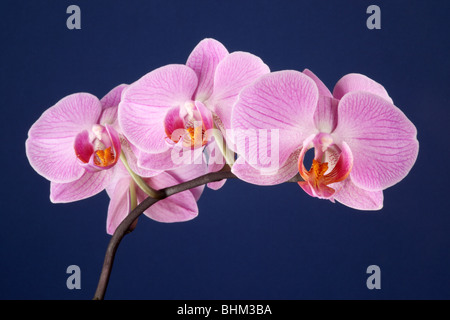 Nahaufnahme eines rosa Phalaenopsis Orchideenstammes (Moth Orchid), isoliert vor blauem Hintergrund, Großbritannien Stockfoto