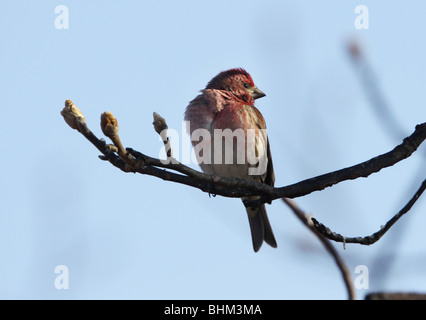 lila Finch männlichen Kentucky Stockfoto