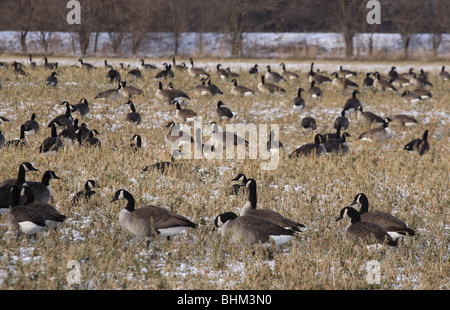 Kanada-Gans Soja Feld Ernte ohio Stockfoto