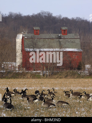 Kanada-Gans Scheune Soja Feld Ernte ohio Stockfoto