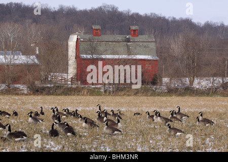 Kanada-Gans Scheune Soja Feld Ernte ohio Stockfoto