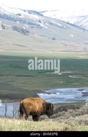 Bison in Lamar Valley, Yellowstone-Nationalpark Stockfoto