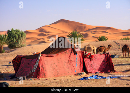 Beduinen-Zelt & Kamele unter Erg Chebbi Sanddünen in der Sahara-Wüste in der Nähe von Merzouga, Marokko, Nordafrika Stockfoto