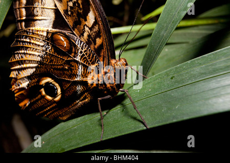 Gelb umrandeten Riesen-Eule (Caligo Atreus) Schmetterling, Parc De La Tête d ' or des Vivarium (Golden Head Park), Lyon, Frankreich Stockfoto