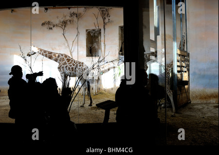 Giraffen in Afrika Haus Zoo-Troja-Prag-Tschechische Republik Stockfoto