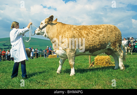 Kuh auf Wicklow County Show in Tinahely, Co. Wicklow, Irland Stockfoto