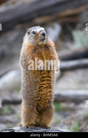 Bauche Murmeltier im Yellowstone National Park Stockfoto