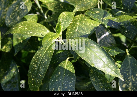 Emily Rose japanische Laurel, Goldstaub Pflanze, japanische Laurel, Spotted-Lorbeer, Aucuba Japonica 'Variegata', Cornales Stockfoto