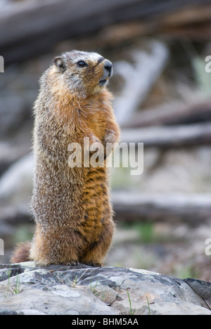 Bauche Murmeltier im Yellowstone National Park Stockfoto