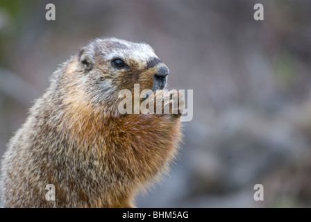 Bauche Murmeltier im Yellowstone National Park Stockfoto