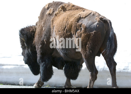 Bison in Lamar Valley, Yellowstone-Nationalpark Stockfoto