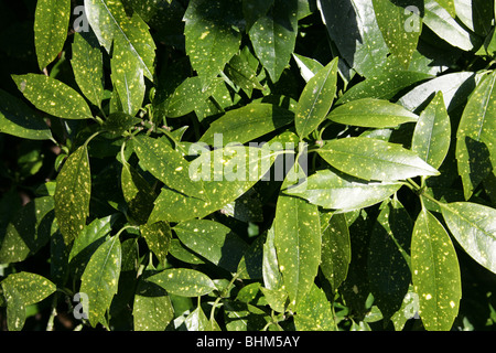 Emily Rose japanische Laurel, Goldstaub Pflanze, japanische Laurel, Spotted-Lorbeer, Aucuba Japonica 'Variegata', Cornales Stockfoto