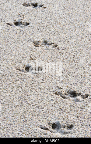 Tapir verfolgen Sandstrand der Essequibo River Iwokrama Rainforest Guayana Schild Guyana Südamerikas Oktober Stockfoto