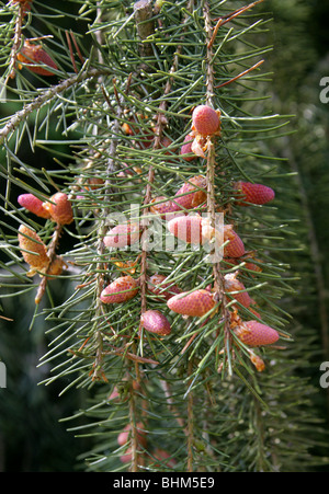 Brewer Fichte Kegel aka Brewer es weinend Fichte, Picea Breweriana, Tannenbäumen Stockfoto