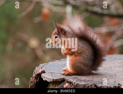 Eichhörnchen Stockfoto
