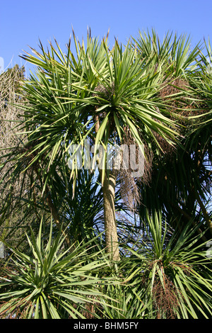 Kohlpalme, Cordyline australis, Asparagaceae alias Kohlbaum, Cabbagetree, Brunnen oder Riesendracaena. Neuseeland. Stockfoto