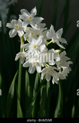 Papier-Weiße Narzisse, Papier-Weiße Narzisse, Paperwhite Narzissen Narcissus Papyraceus, Amaryllisgewächse, westlichen Mittelmeer Stockfoto