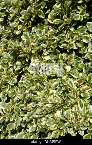 New Zealand Laub-, Papauma oder Kapuka, Griselinia Littoralis 'Variegata', Griseliniaceae, New Zealand. Stockfoto