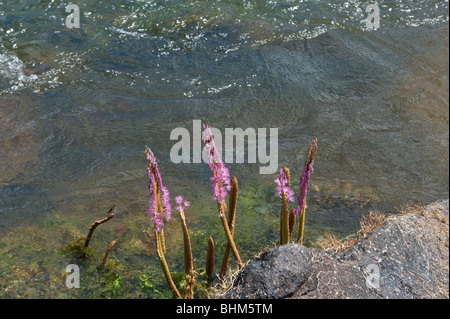 HuYa (Mourera Fluviatilis) Wasserpflanze wächst und blüht in einem felsigen Ufer des Essequibo Fluß in der Nähe von Kurupukari fällt Guyana Okt Stockfoto