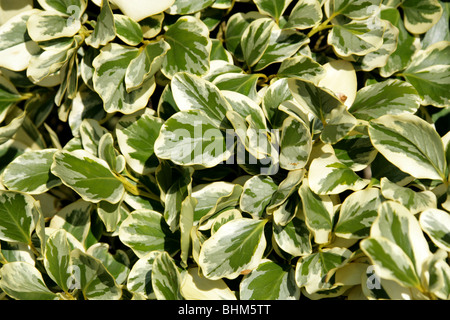 New Zealand Laub-, Papauma oder Kapuka, Griselinia Littoralis 'Variegata', Griseliniaceae, New Zealand. Stockfoto
