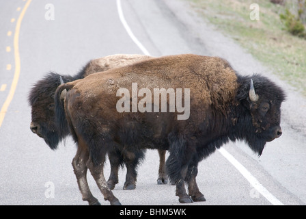 Bison in Lamar Valley, Yellowstone-Nationalpark Stockfoto