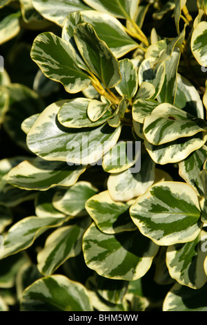 New Zealand Laub-, Papauma oder Kapuka, Griselinia Littoralis 'Variegata', Griseliniaceae, New Zealand. Stockfoto