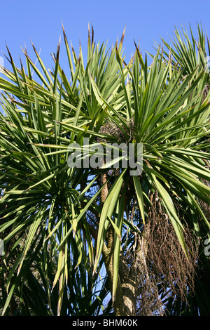 Kohlpalme, Cordyline australis, Asparagaceae alias Kohlbaum, Cabbagetree, Brunnen oder Riesendracaena. Neuseeland. Stockfoto