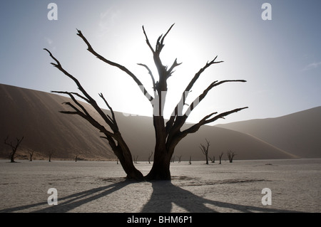 Gegenlicht Baum im trockenen Schlamm pan, dead Vlei, Sesriem, Namibia Stockfoto