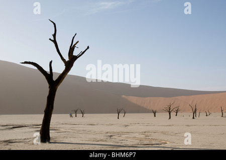 Gegenlicht Baum in trockenen Schlamm Pfanne, Dead Vlei, Sesriem, Namibia Stockfoto