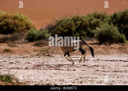 Gemsbock zwischen hohen Dünen der Namib-Wüste. Orix Antilopen Stockfoto