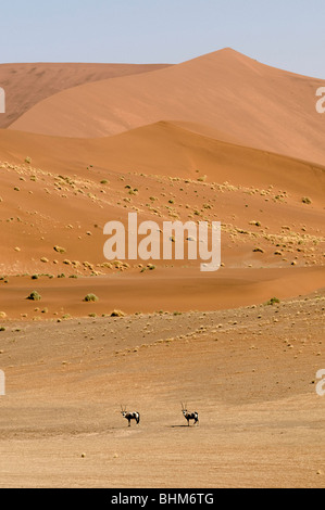 Zwei Spießböcke zwischen hohen Dünen der Namib-Wüste. Orix Antilopen Stockfoto