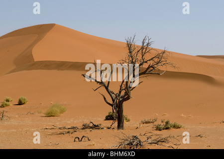 Camel Thorn Tree, Acacia Erioloba, Hidden Vlei, Sesriem, Namibia-Wüste. Roten Dünen. Stockfoto