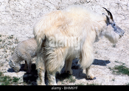 Bergziege-Nanny und Kid (Oreamnos Americanus) Weiden im Mineral lecken, Kootenay National Park, BC, Britisch-Kolumbien, Kanada Stockfoto