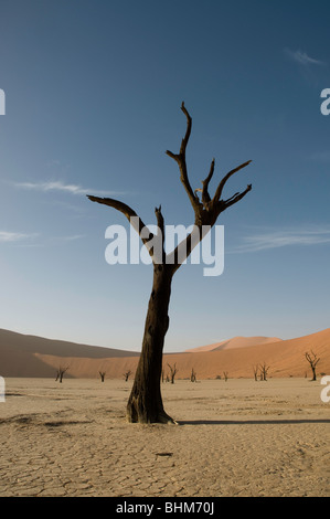 Einsame Baum, Camel Thorn, Dead Vlei, namibische Wüste, Afrika Stockfoto