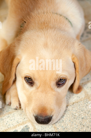 Gelber Labrador-Welpe auf dem Boden ruhen. Stockfoto