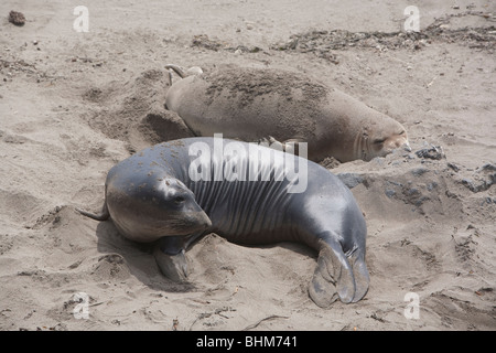 See-Elefanten Verlegung auf eine Zentral-Kalifornien Strand Mauser Stockfoto